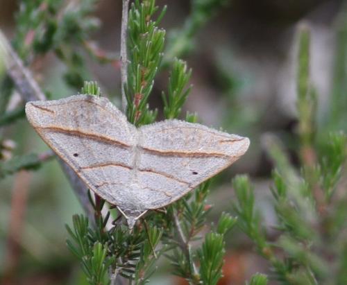 Réf. 182 376 : Scotopteryx sp.