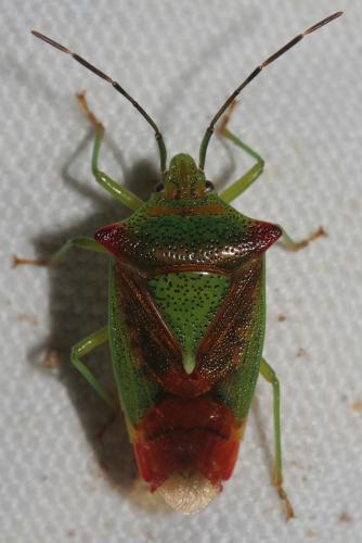 Réf. 182 183 : Acanthosoma haemorrhoidale