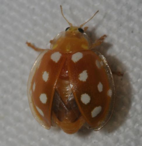 Halyzia sedecimguttata