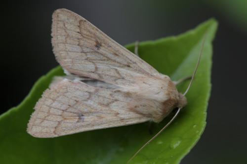 Mythimna vitellina