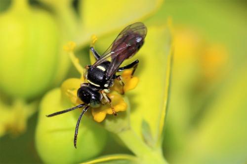 Harpactus affinis