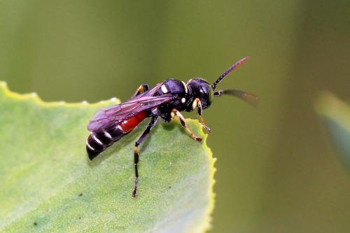 Harpactus affinis