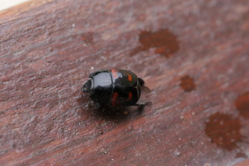 Hister quadrimaculatus