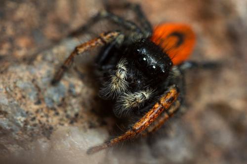 Philaeus chrysops