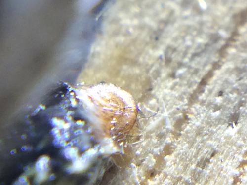 Pyrgus alveus
