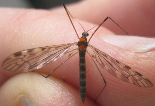 Limonia hercegovinae
