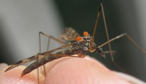 Réf. 182 099 : Limonia hercegovinae