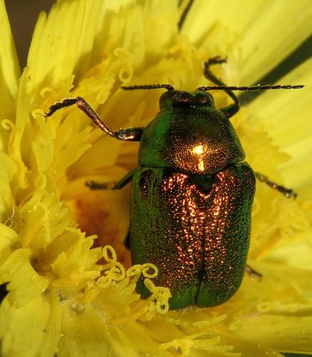 Cryptocephalus sp.