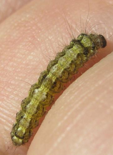 Eilema depressa