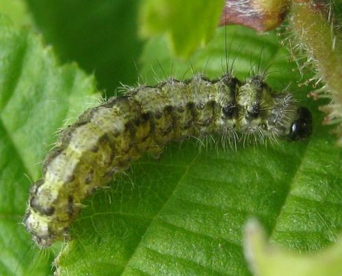 Eilema depressa