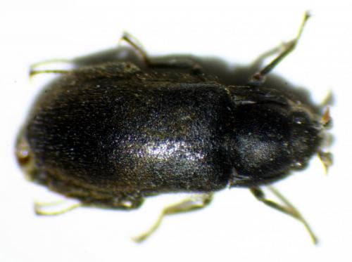Dryops sp.