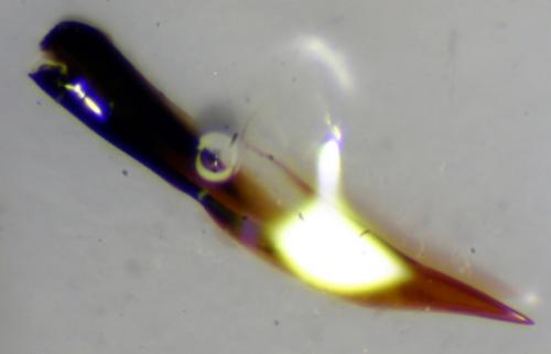 Dryops sp.