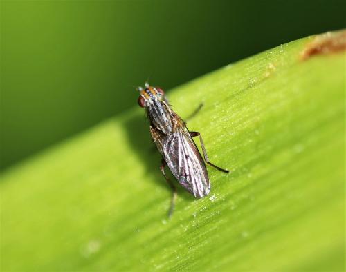 Pherbellia cinerella