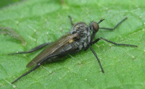 Réf. 182 158 : Rhamphomyia stigmosa