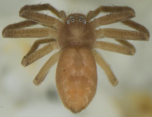Philodromus sp.