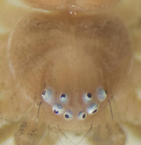 Philodromus sp.