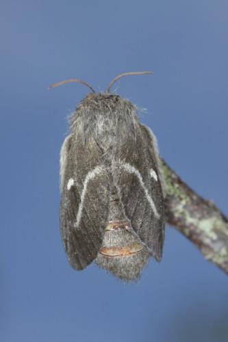 Réf. 182 597 : Psilogaster loti