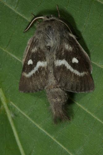 Réf. 182 600 : Psilogaster loti