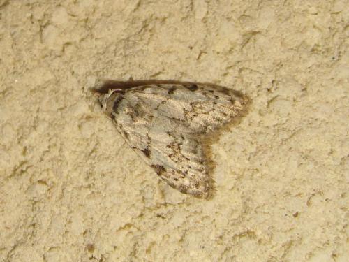 Nola confusalis