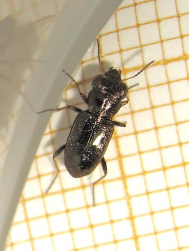 Réf. 182 173 : Notiophilus biguttatus
