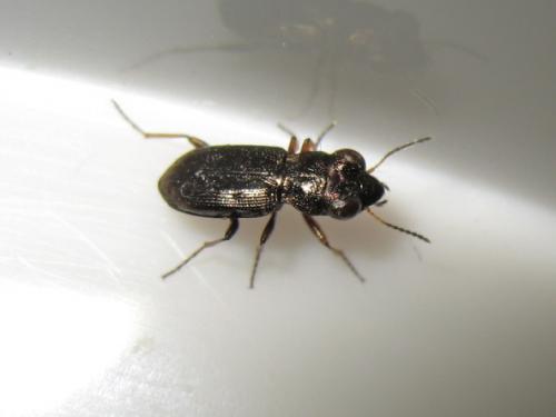 Notiophilus biguttatus