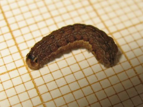 Réf. 182 015 : Conistra ligula