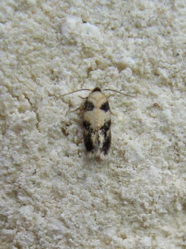 Réf. 182 136 : Ectoedemia decentella