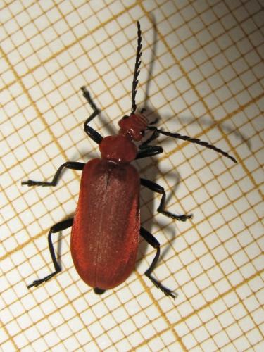 Réf. 182 063 : Pyrochroa serraticornis