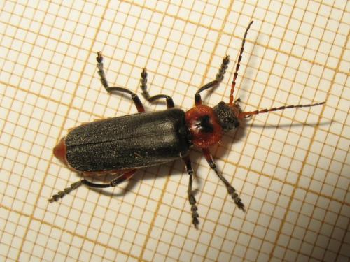 Réf. 182 064 : Cantharis rustica