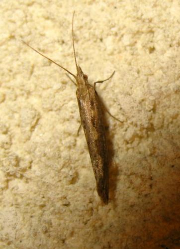 Réf. 182 161 : Plutella xylostella