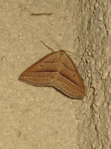 Réf. 182 146 : Petrophora chlorosata