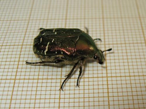 Cetonia aurata