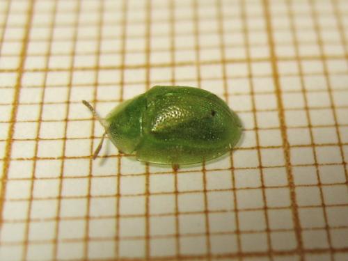 Réf. 182 169 : Cassida hemisphaerica