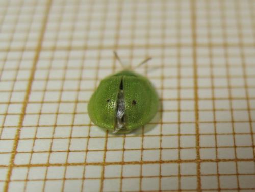 Réf. 182 168 : Cassida hemisphaerica