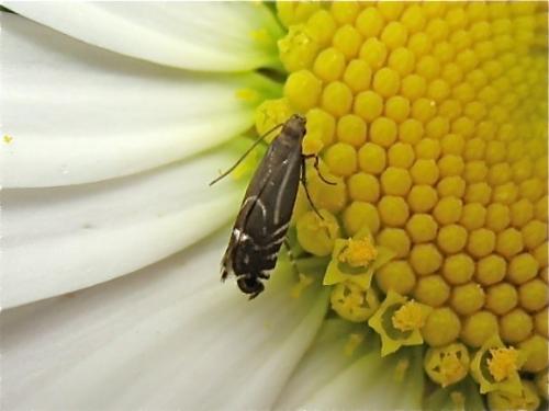 Glyphipterix sp.