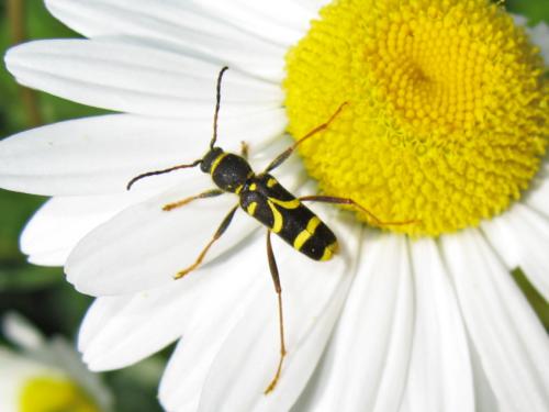 Réf. 182 621 : Clytus arietis