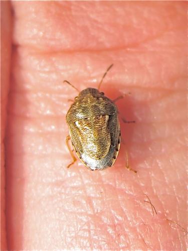 Réf. 182 622 : Neottiglossa leporina