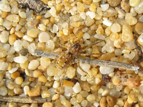 Arctosa perita