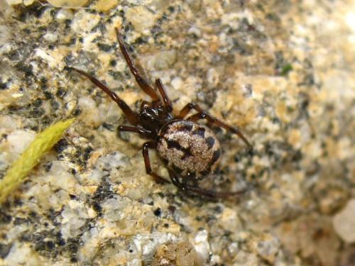 Réf. 182 431 : Enoplognatha sp.