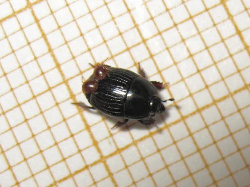 Atholus duodecimstriatus duodecimstriatus