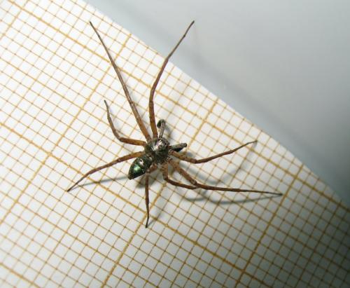 Philodromus sp.