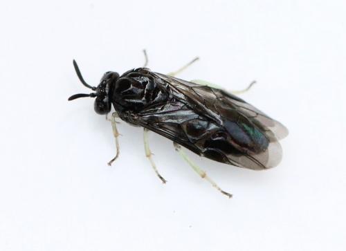 Aproceros leucopoda
