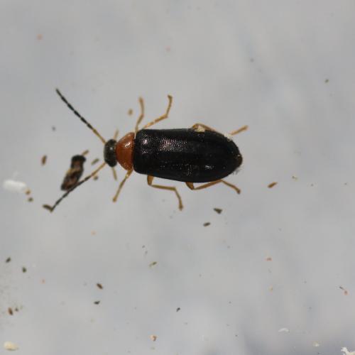 Réf. 182 563 : Conopalpus brevicollis