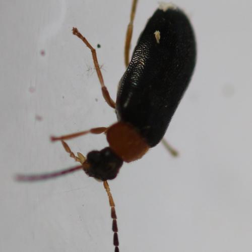 Réf. 182 587 : Conopalpus brevicollis