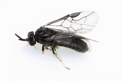Aproceros leucopoda