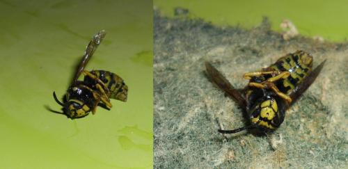 Vespula germanica