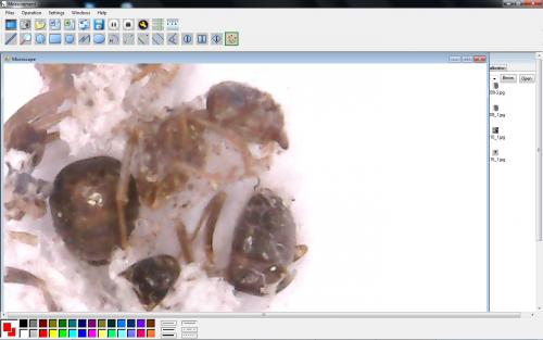 Lasius sp.
