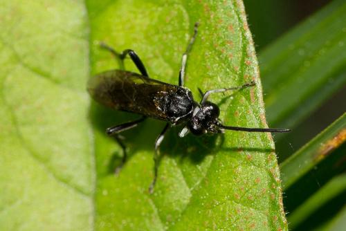 Macrophya ribis