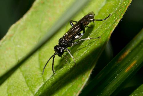 Macrophya ribis