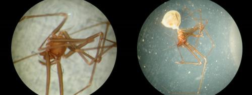 Leptoneta sp.